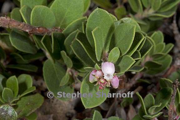 arctostaphylos uvaursi 2 grraphic